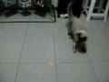 O gato e o ponto vermelho