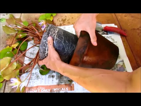 how to replant water lily