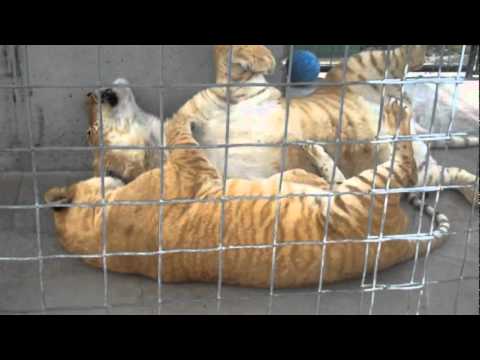 tiger liger