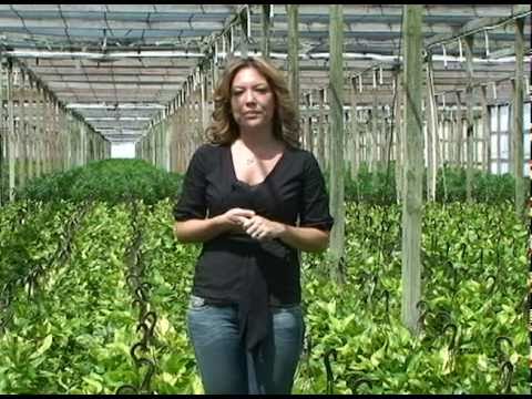 how to transplant golden pothos