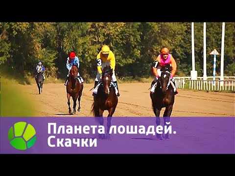 Планета лошадей. Скачки