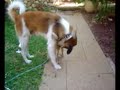 Cat&Dog LOVE STORY in dance