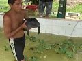 River Manatees in Iquitos