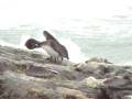 videos de Windy Wavey beach near Tulum