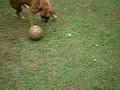 Dog playing soccer