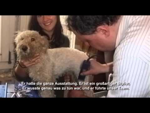 how to care dogs hair