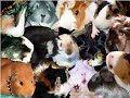 the guinea pig way