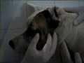 Anestesia del nervio mandibular 1 en el perro Anestesia del nervio mandibular 1 en el perro