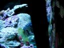 My Good Friend - Giant Fugu My Good Friend - Giant Fugu