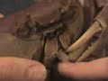 Hand fed land crab