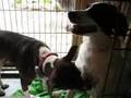 Basenji video