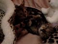 bengal kittens at cat show bengal kittens at cat show