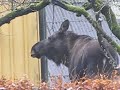 Älgar i trädgården Älgar i trädgården
