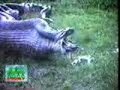 Sucuri expelind...