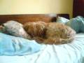 videos de Misiek