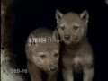 Kurt Bo�u�malar� belgeseli video.
