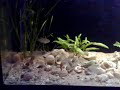 Brevis colony 4 Brevis colony 4