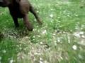 Chocolate and Black Lab Puppies Playing