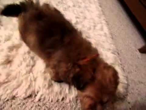 Bear Sweet YorkiePoo boy :