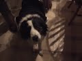 Hotdog