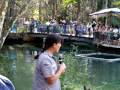 videos de Manatee feeding