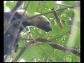 Young Tayra