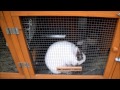 (Californian & Dutch Rabbits) Tour of the Wylie Rabbitry