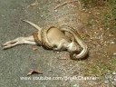 Snake (Python) Eats Kangaroo ::: Amazing ! Un Serpent Mange un Kangourou ! Snake (Python) Eats Kangaroo ::: Amazing ! Un Serpent Mange un Kangourou !