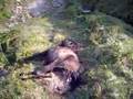 Egua de Queguas preñada morta comida polos bermes
