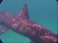 Basking Shark