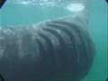 Basking Shark
