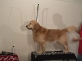 Grooming Golden Retriever - The Winning Way