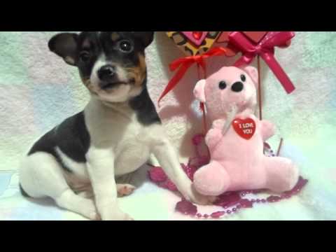 Cleo the Rat Terrier