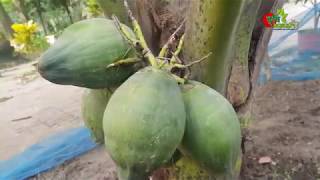 বাংলাদেশে-০৩ বছরের নারিকেল গাছে ফল এসেছে- Dwarf coconut( ভিয়েতনামী খাটো জাতের নারিকেল)