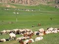 Mongolian countryside