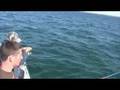 How to Catch Bigger Bluefish - Saltwater Bluefish Fishing