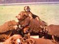 sheep dog herding show