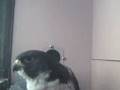 videos de Resting time on the nest