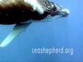Antarctic Whale Defense Campaign