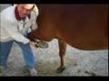 Horse Chiropractic Extremities