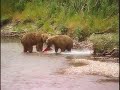 Alaska Predator Fishing
