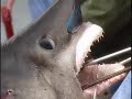 Alaska Predator Fishing