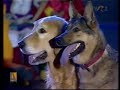 TV show with dogs