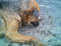 no a la perrera!!   no a la desaparicion de animales!!