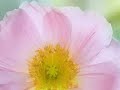 love like a petal
