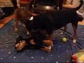 Dog-Fight