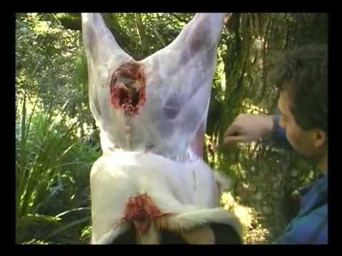 how to skin a kangaroo