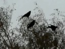 A Family of Ravens (a \"storytelling\" of ravens) A Family of Ravens (a \"storytelling\" of ravens)