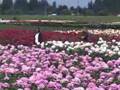 peony