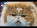 Cute Cat Valentine- Frenchie Cat